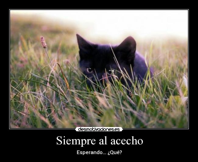 Siempre al acecho - Esperando... ¿Qué?
