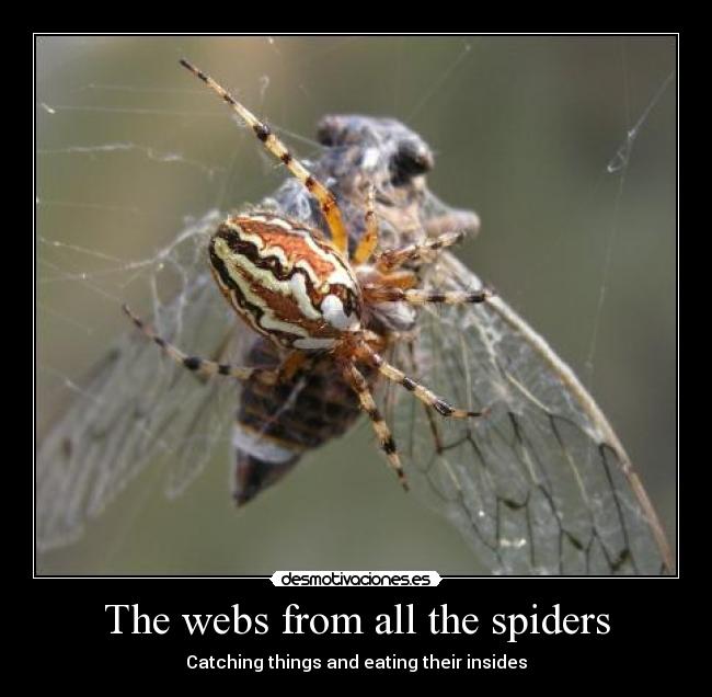 The webs from all the spiders - Catching things and eating their insides