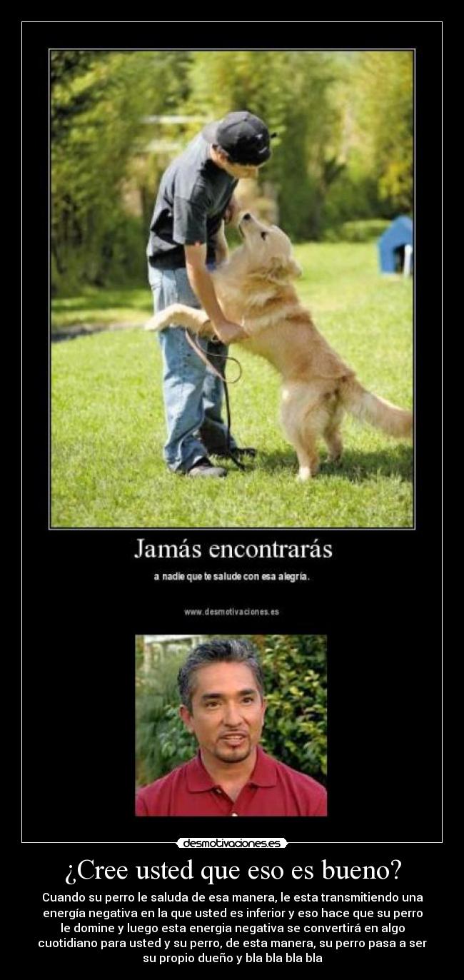 ¿Cree usted que eso es bueno? - Cuando su perro le saluda de esa manera, le esta transmitiendo una
energía negativa en la que usted es inferior y eso hace que su perro
le domine y luego esta energia negativa se convertirá en algo
cuotidiano para usted y su perro, de esta manera, su perro pasa a ser
su propio dueño y bla bla bla bla
