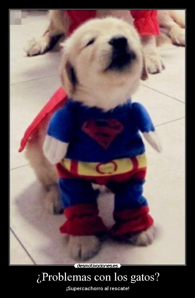 carteles problemas gatos hoy tengo ganas quebrarme cabeza ugn2010 desmotivaciones