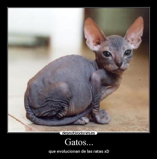 carteles gatos gatos ratas desmotivaciones