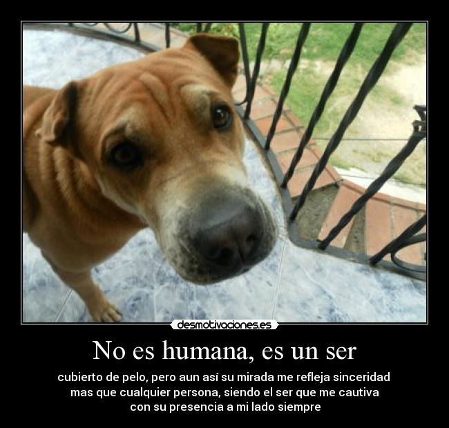 No es humana, es un ser - cubierto de pelo, pero aun así su mirada me refleja sinceridad
mas que cualquier persona, siendo el ser que me cautiva
con su presencia a mi lado siempre