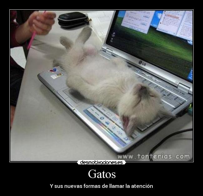 Gatos -