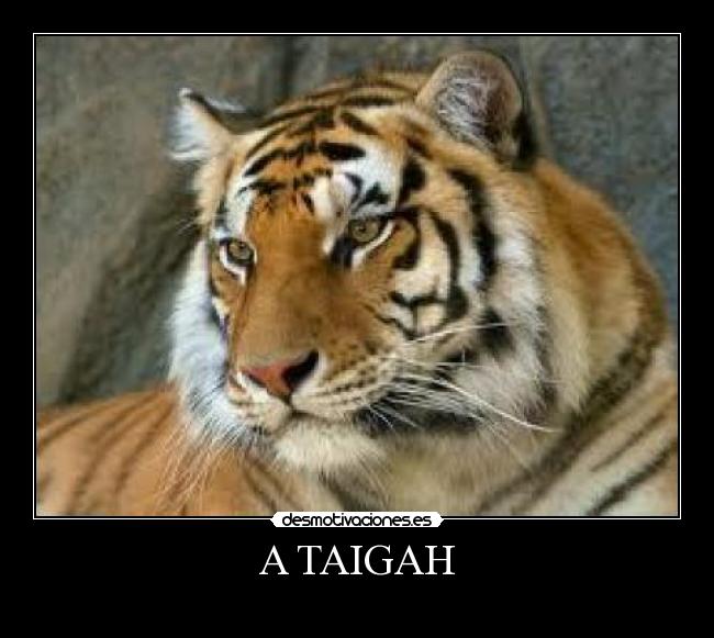 carteles taigah tiger tigre jejejew clanhoygan peter gallo lolaso que caca cartel juas desmotivaciones