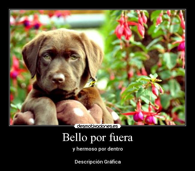 Bello por fuera - y hermoso por dentro
Descripción Gráfica