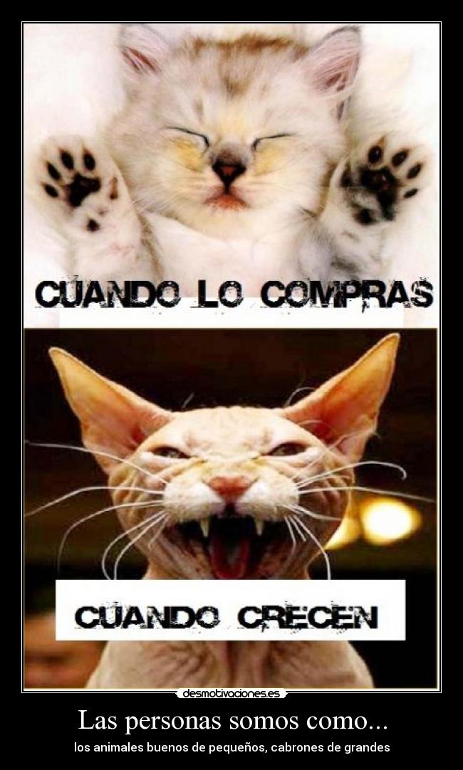 Las personas somos como... - los animales buenos de pequeños, cabrones de grandes
