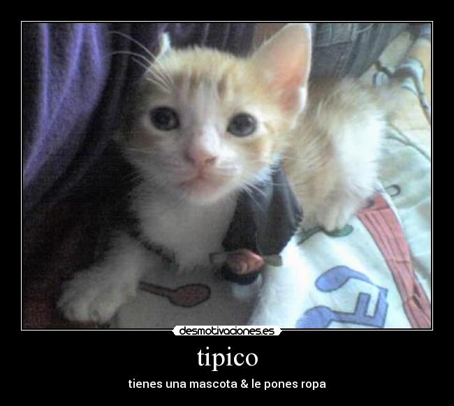 tipico - tienes una mascota & le pones ropa