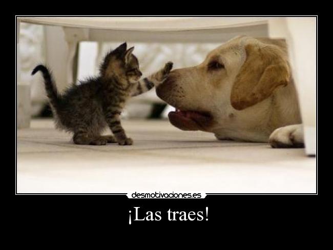 carteles perros gatos ugn2010 desmotivaciones