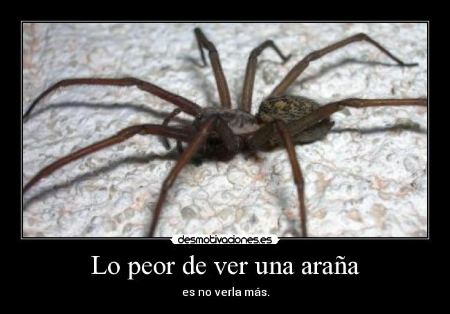 Lo peor de ver una araña - 