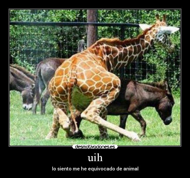 uih - lo siento me he equivocado de animal