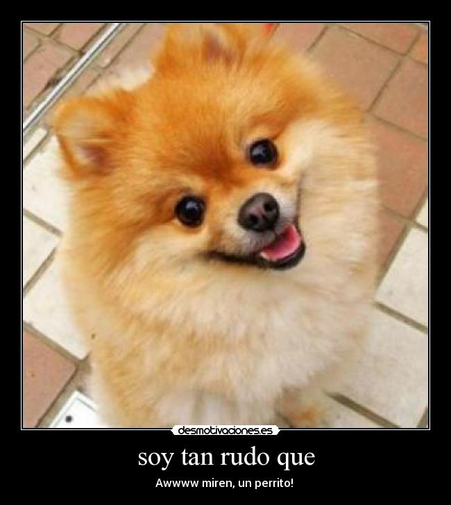 soy tan rudo que - Awwww miren, un perrito! 