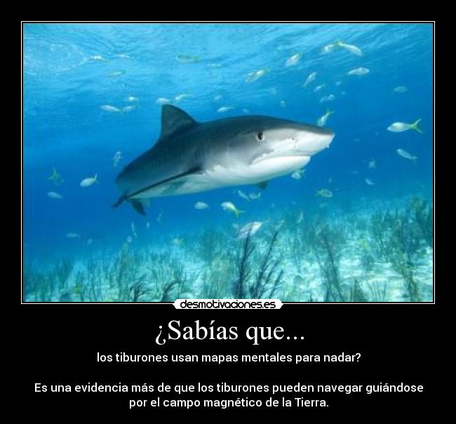 ¿Sabías que... - los tiburones usan mapas mentales para nadar?
Es una evidencia más de que los tiburones pueden navegar guiándose
por el campo magnético de la Tierra.