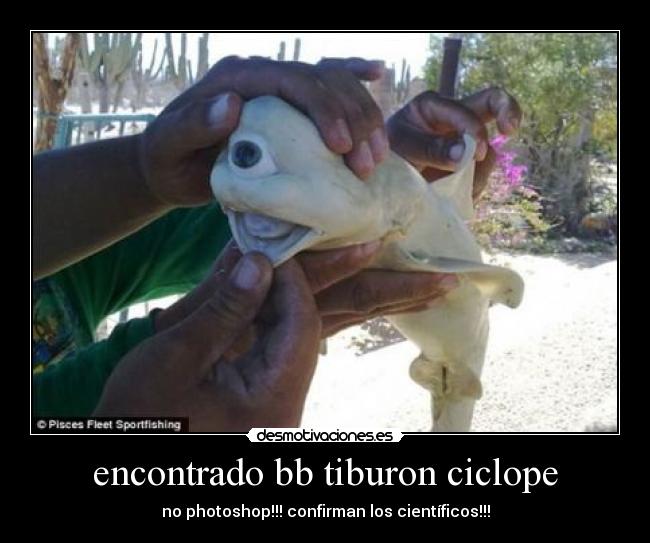 encontrado bb tiburon ciclope -