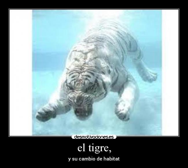 el tigre, - 