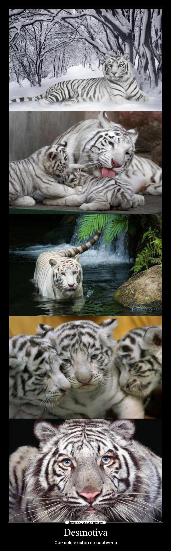 Desmotiva - Que solo existan en cautiverio