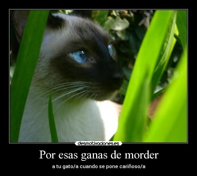 Por esas ganas de morder - a tu gato/a cuando se pone cariñoso/a