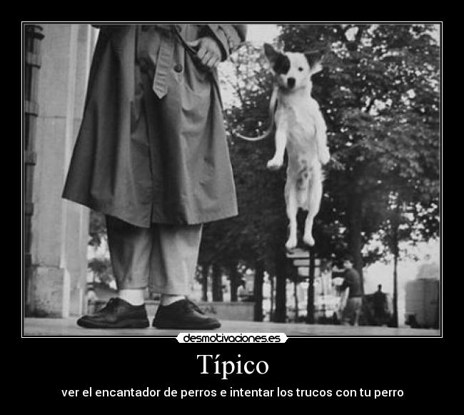 Típico - ver el encantador de perros e intentar los trucos con tu perro