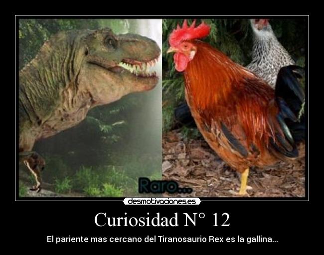 Curiosidad N° 12 - El pariente mas cercano del Tiranosaurio Rex es la gallina...