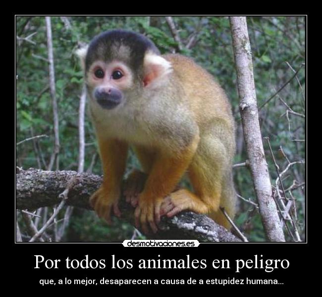 Por todos los animales en peligro - que, a lo mejor, desaparecen a causa de a estupidez humana...