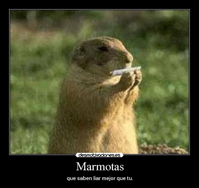 Marmotas -