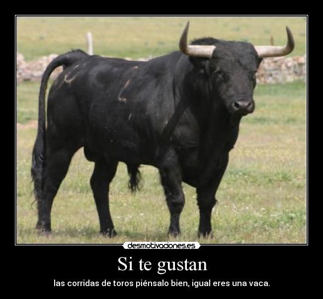 Si te gustan - las corridas de toros piénsalo bien, igual eres una vaca.