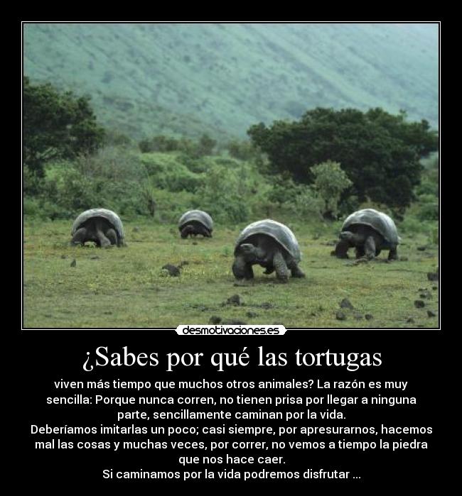 ¿Sabes por qué las tortugas -