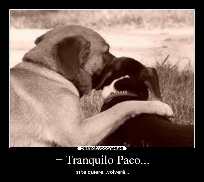 + Tranquilo Paco... - si te quiere...volverá...