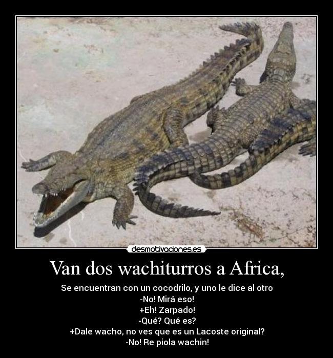 Van dos wachiturros a Africa, - Se encuentran con un cocodrilo, y uno le dice al otro
-No! Mirá eso!
+Eh! Zarpado!
-Qué? Qué es?
+Dale wacho, no ves que es un Lacoste original?
-No! Re piola wachin!