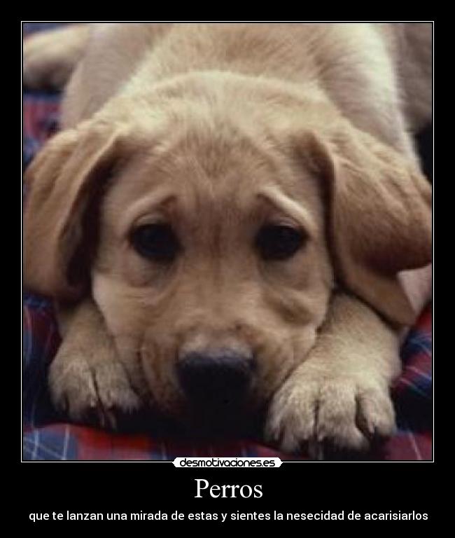 Perros - 