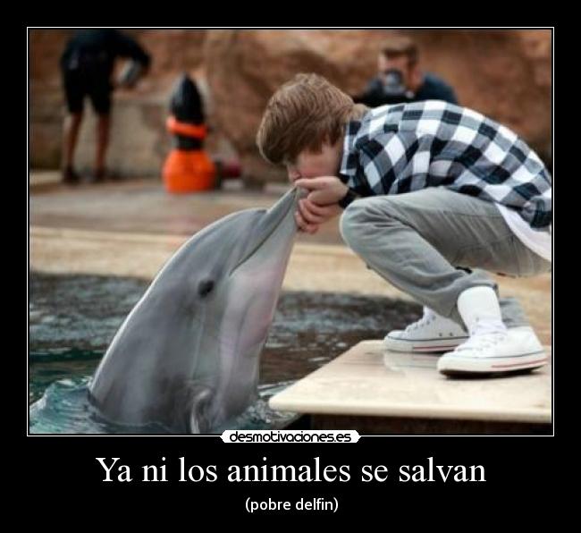 Ya ni los animales se salvan - 
