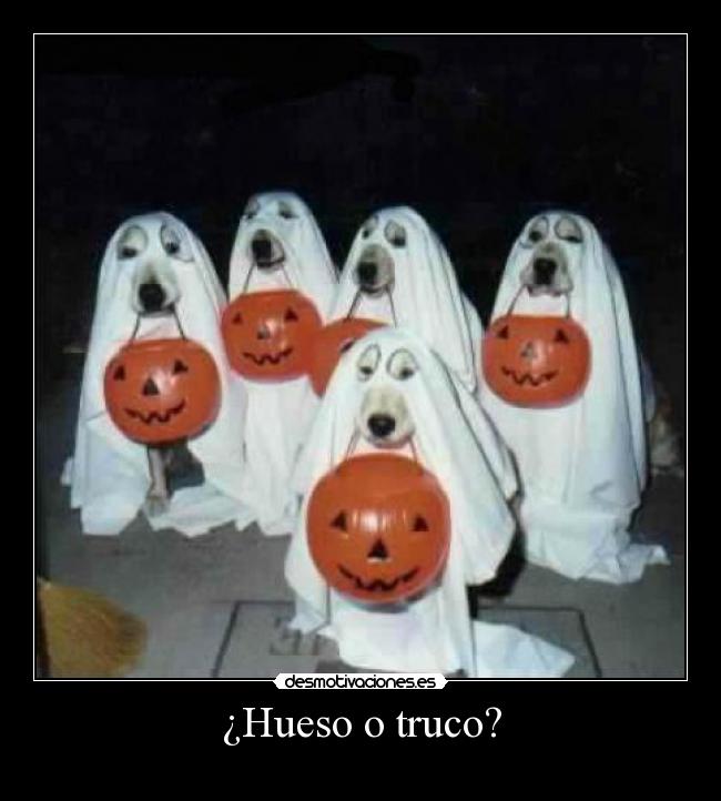 carteles hueso truco resubido perros que creen fantasmas halloween d17pac desmotivaciones