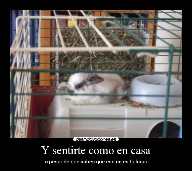 Y sentirte como en casa - a pesar de que sabes que ese no es tu lugar