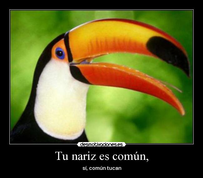 Tu nariz es común, - sí, común tucan