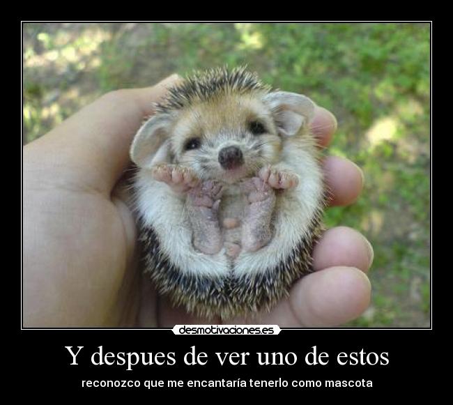 Y despues de ver uno de estos - reconozco que me encantaría tenerlo como mascota