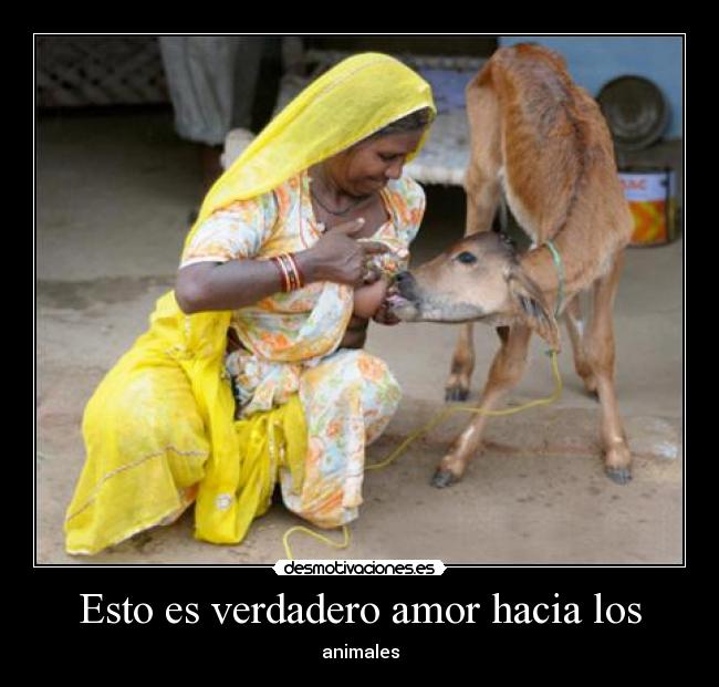 Esto es verdadero amor hacia los - animales