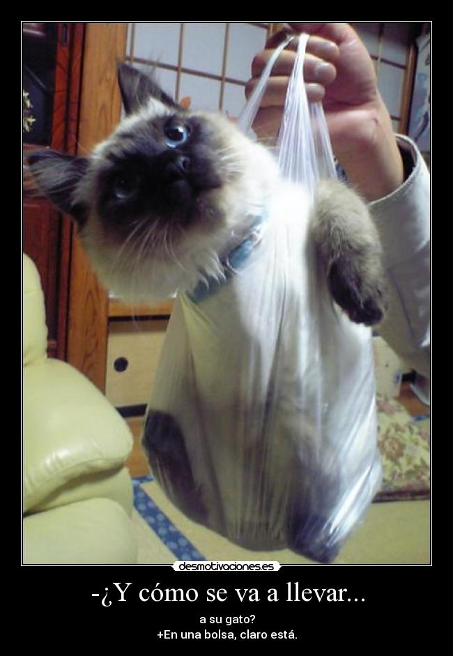 -¿Y cómo se va a llevar... - 