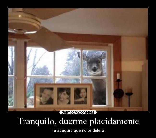 Tranquilo, duerme placidamente -