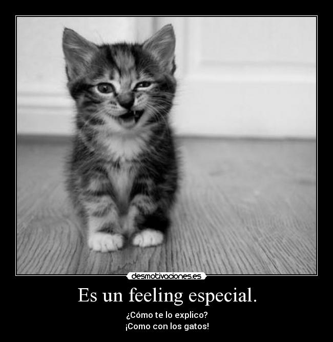 Es un feeling especial. - ¿Cómo te lo explico?
¡Como con los gatos!