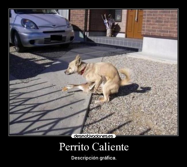 Perrito Caliente - 