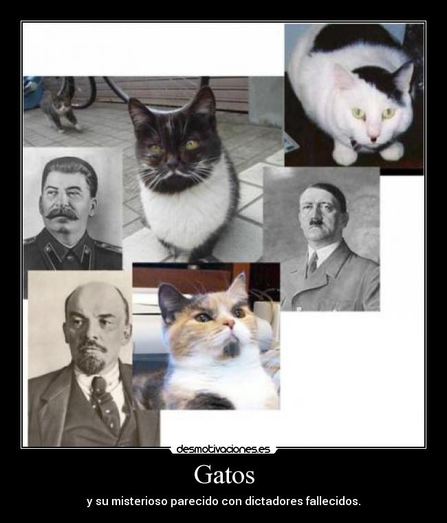 Gatos - y su misterioso parecido con dictadores fallecidos.