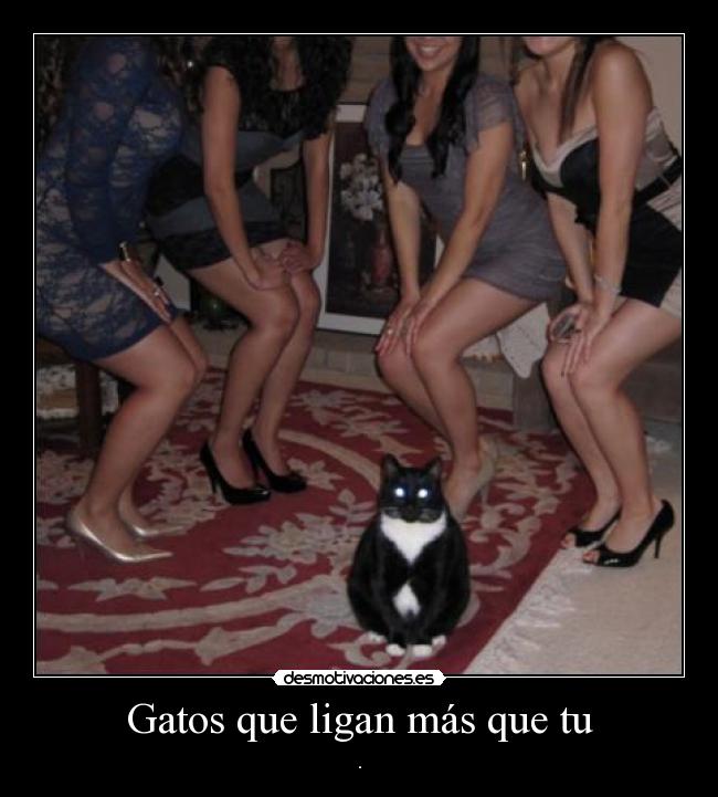 Gatos que ligan más que tu - .