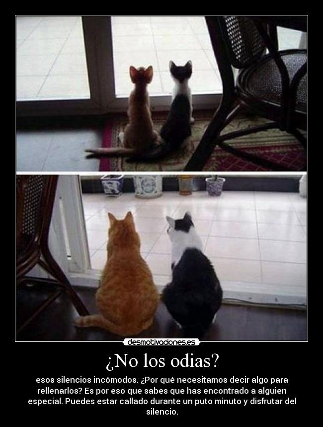 ¿No los odias? - esos silencios incómodos. ¿Por qué necesitamos decir algo para
rellenarlos? Es por eso que sabes que has encontrado a alguien
especial. Puedes estar callado durante un puto minuto y disfrutar del
silencio.