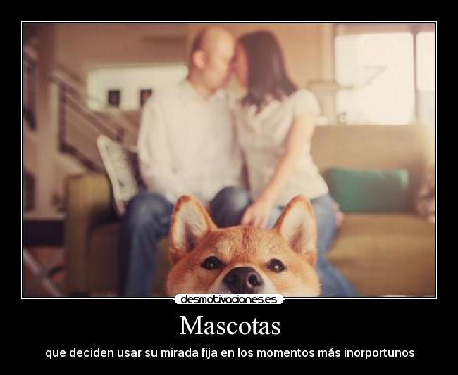 Mascotas - 
