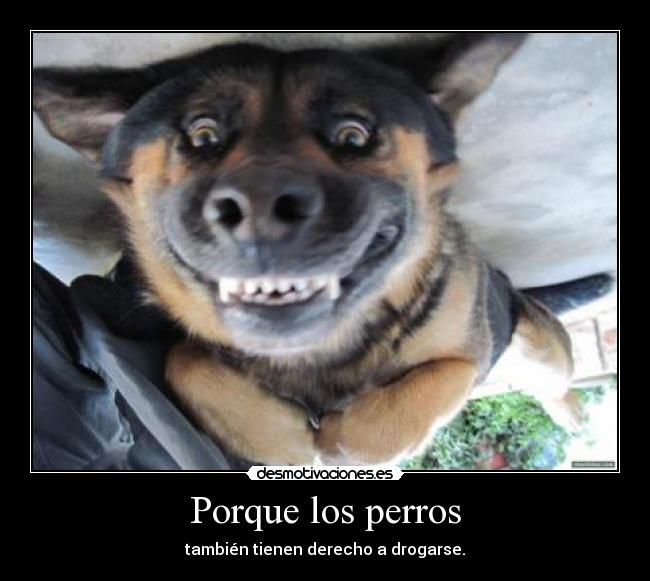 Porque los perros - 