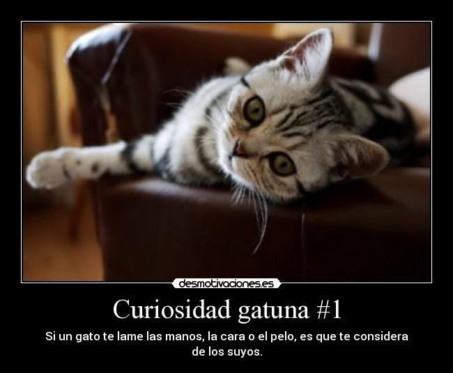 Curiosidad gatuna #1 - Si un gato te lame las manos, la cara o el pelo, es que te considera de los suyos.