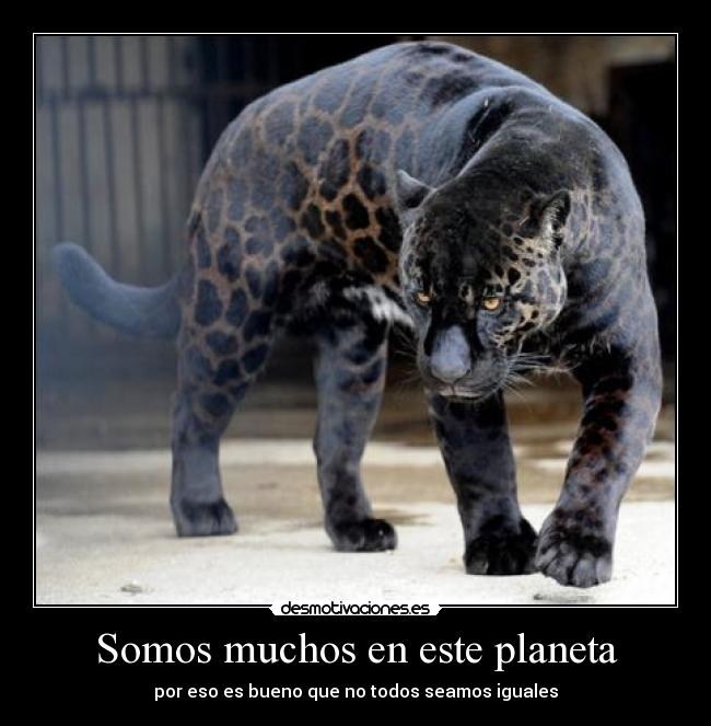 Somos muchos en este planeta -