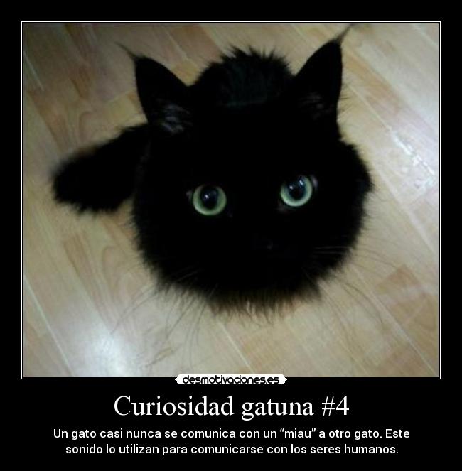Curiosidad gatuna #4 - Un gato casi nunca se comunica con un “miau” a otro gato. Este
sonido lo utilizan para comunicarse con los seres humanos.