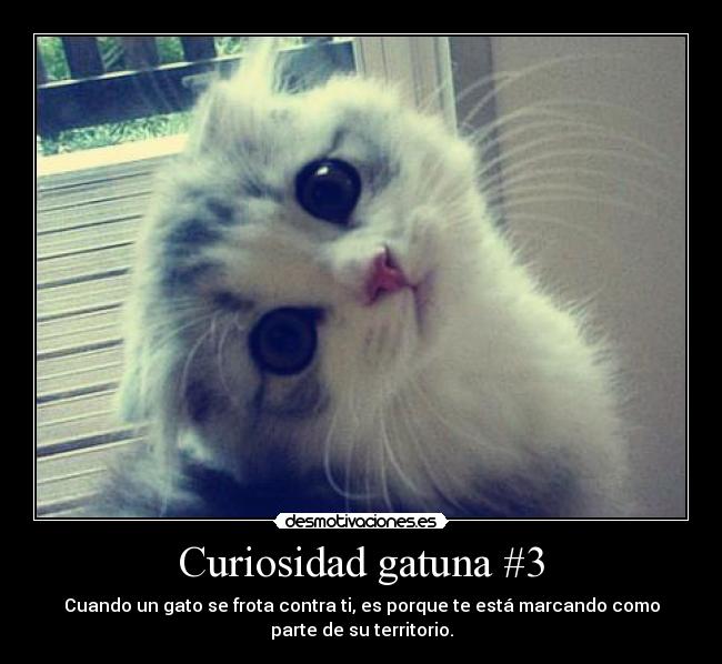 Curiosidad gatuna #3 - Cuando un gato se frota contra ti, es porque te está marcando como
parte de su territorio.