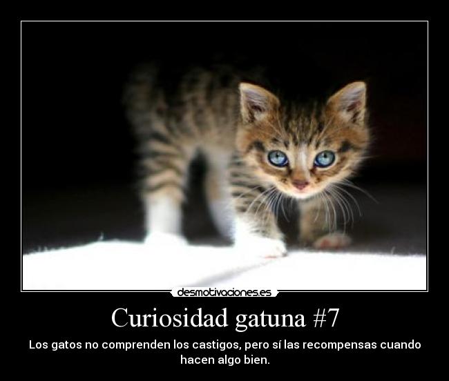 Curiosidad gatuna #7 - Los gatos no comprenden los castigos, pero sí las recompensas cuando
hacen algo bien.
