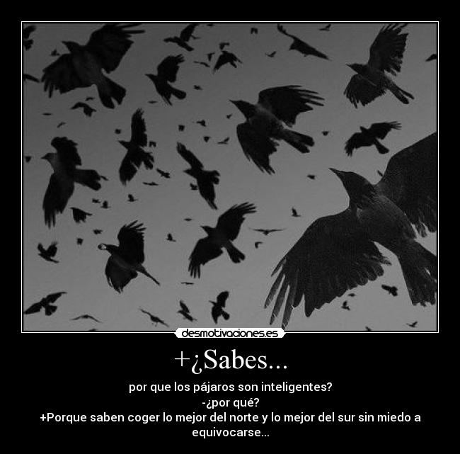 +¿Sabes... - por que los pájaros son inteligentes?
-¿por qué?
+Porque saben coger lo mejor del norte y lo mejor del sur sin miedo a equivocarse...